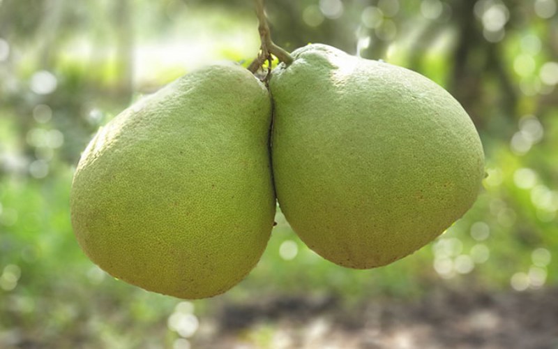 Bưởi Tân Triều Đường Lá Cam